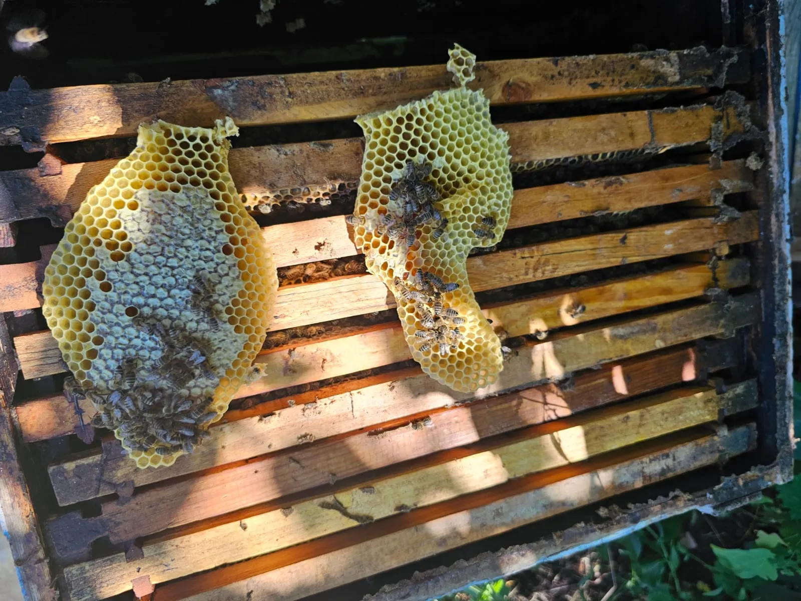 Local Beekeeping